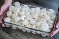 Group of lychee and peeled in glass tupperware Royalty Free Stock Photo