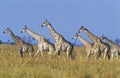 Group of Maasai Giraffes (Giraffa Camelopardalus) on savannah Royalty Free Stock Photo