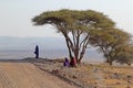 Group of Maasai under an acacia tree