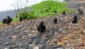 Group of Macaque on the beach of Tangkoko Royalty Free Stock Photo