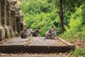 Group of macaque monkeys grooming on the path at Uluwatu, Bali