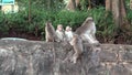 A group of Macaques playing at Kumily, Periyar National Park, Kerala, India