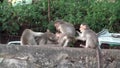 A group of Macaques playing at Kumily, Periyar National Park, Kerala, India