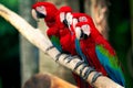 A group of Macaw birds Royalty Free Stock Photo