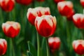 A group of Macro tulips in the garden