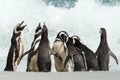 A group of Magellanic penguin gather on a coast of Falkland islands. Royalty Free Stock Photo