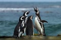 A group of Magellanic penguin gather on a rocky coast of Falkland islands Royalty Free Stock Photo