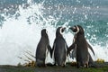 Group of Magellanic penguins gather together on the rocky coast Royalty Free Stock Photo