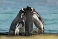 Group of Magellanic penguins gather together on the rocky coast