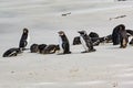 Group of Magellanic penguins laying and standing together on beautiful white beach of New Island, Falkland Islands. Royalty Free Stock Photo