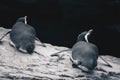 Group of Magellanic Penquins - Spheniscus Magellanicus Royalty Free Stock Photo