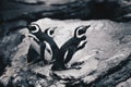 Group of Magellanic Penquins - Spheniscus Magellanicus Royalty Free Stock Photo