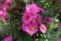 Group of magenta colored flowers of Michaelmas daisies in October Royalty Free Stock Photo