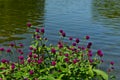 A group magenta Gomphrena globosa flowers on of a lake bank on a summer day in Jarry park, Montreal, QC. Hope, happiness, tranquil