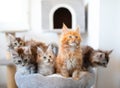 Group of maine coon kittens. Royalty Free Stock Photo