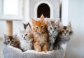 Group of maine coon kittens. Royalty Free Stock Photo