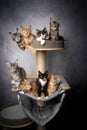 group of maine coon kittens on scratching post Royalty Free Stock Photo