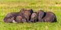 Majestic Giants Gathered in the Savannah