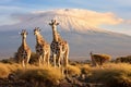 A group of majestic giraffes standing together in front of a towering mountain, showcasing the beauty of nature, Three giraffe on