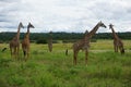 A group of the majestic Masai Giraffes at Tarangire National Park