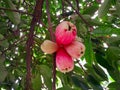 Group of Malay Rose Apple or Plumrose Fruits (Syzygium Malaccense) Royalty Free Stock Photo