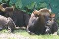 A group of Malayan gaur Royalty Free Stock Photo