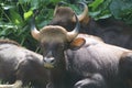 A group of Malayan gaur Royalty Free Stock Photo