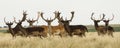 Group of male dama deer in sierra de la ventana Royalty Free Stock Photo