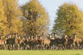 A group of male and female deers during the rutting season