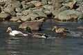 A group of male and female mallard ducks plunge in a love game in the springtime river Vit near the town Teteven Royalty Free Stock Photo