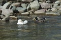 A group of male and female mallard ducks plunge in a love game in the springtime river Vit near the town Teteven Royalty Free Stock Photo