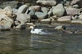 A group of male and female mallard ducks plunge in a love game in the springtime river Vit near the town Teteven Royalty Free Stock Photo