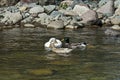 A group of male and female mallard ducks plunge in a love game in the springtime river Vit near the town Teteven Royalty Free Stock Photo