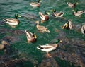 Male and Female Mallard Ducks Swimming in a Pond. Royalty Free Stock Photo