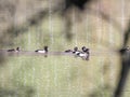 A group of male and female tufted ducks Aythya fuligula Royalty Free Stock Photo