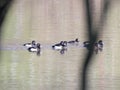 A group of male and female tufted ducks Aythya fuligula between branches of a tree Royalty Free Stock Photo