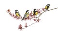 Group of Male great tits, Parus major, isolated Royalty Free Stock Photo