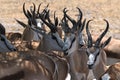 A group of male Impala Antelopes Aepyceros melampus in Nxai Pan National Park, Botswana Royalty Free Stock Photo