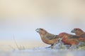 A group of male parrot crossbills Loxia pytyopsittacus drinking water from a hole in the ice.