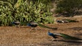 Group of male peacocks