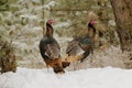 Wild Turkey in the snow Royalty Free Stock Photo