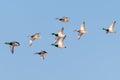 Group of mallard ducks against a blue sky Royalty Free Stock Photo