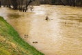 A Group of Mallard Duck Swimming by a Flooding Roanoke River