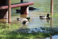 Group of Mallard Ducks feeding on submerged grass