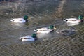 A group of Mallard Ducks out for a tour of the river