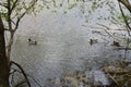 Group of mallard ducks swimming in the lake with two males and one duck Royalty Free Stock Photo