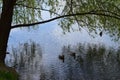 Group of mallard ducks swimming in the lake with two males and one duck Royalty Free Stock Photo