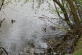 Group of mallard ducks swimming in the lake with two males and one duck Royalty Free Stock Photo