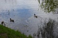 Group of mallard ducks swimming in the lake with two ducks Royalty Free Stock Photo