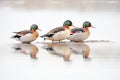 group of mallards on ice, with breath visible